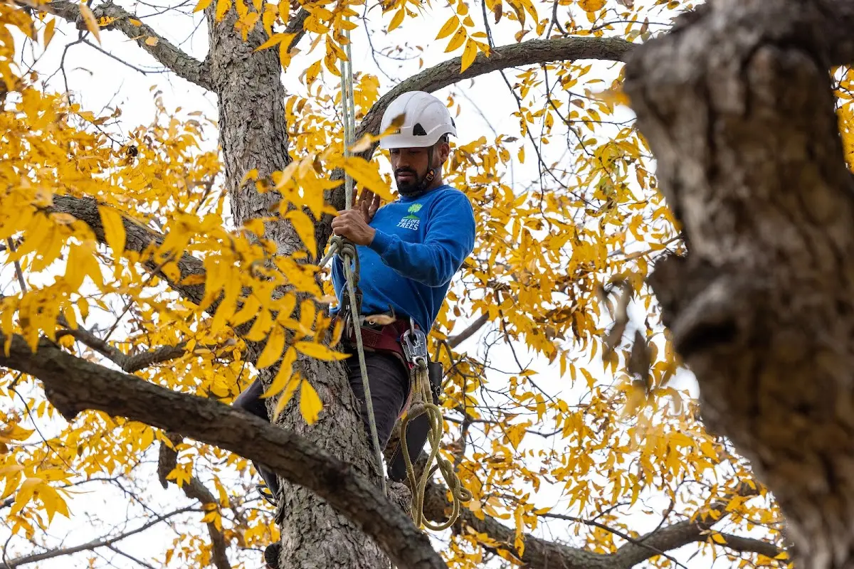 Skilled Tree Planing crew working in Cherry Creek