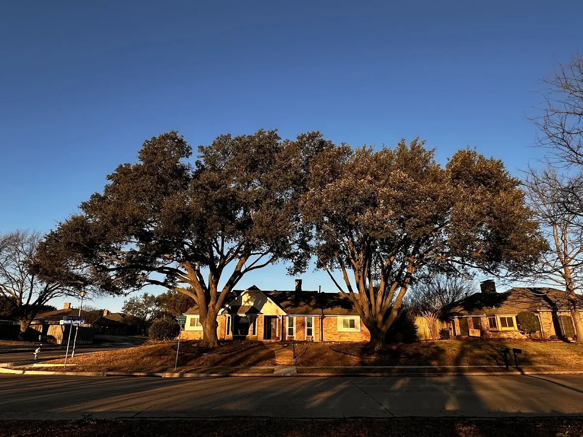 Established residential canopy tree shading a home in Cherry Creek