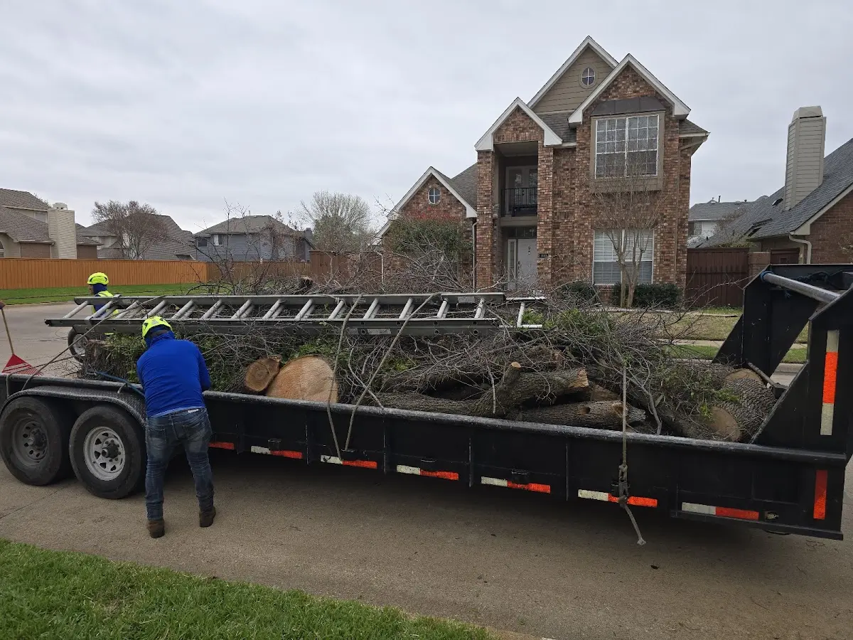 Expert Tree Removal with proper safety equipment in Cherry Creek